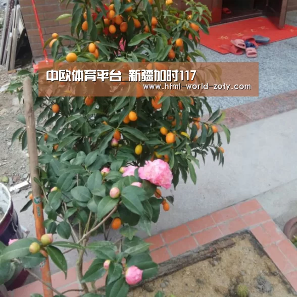 中欧体育官网